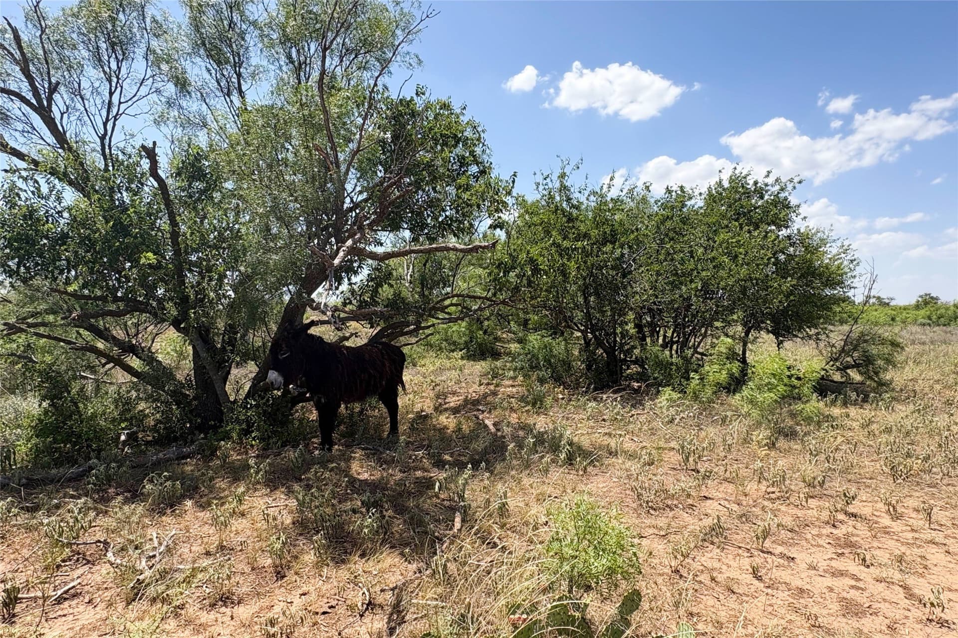320 acres in Hardeman County - photo 33