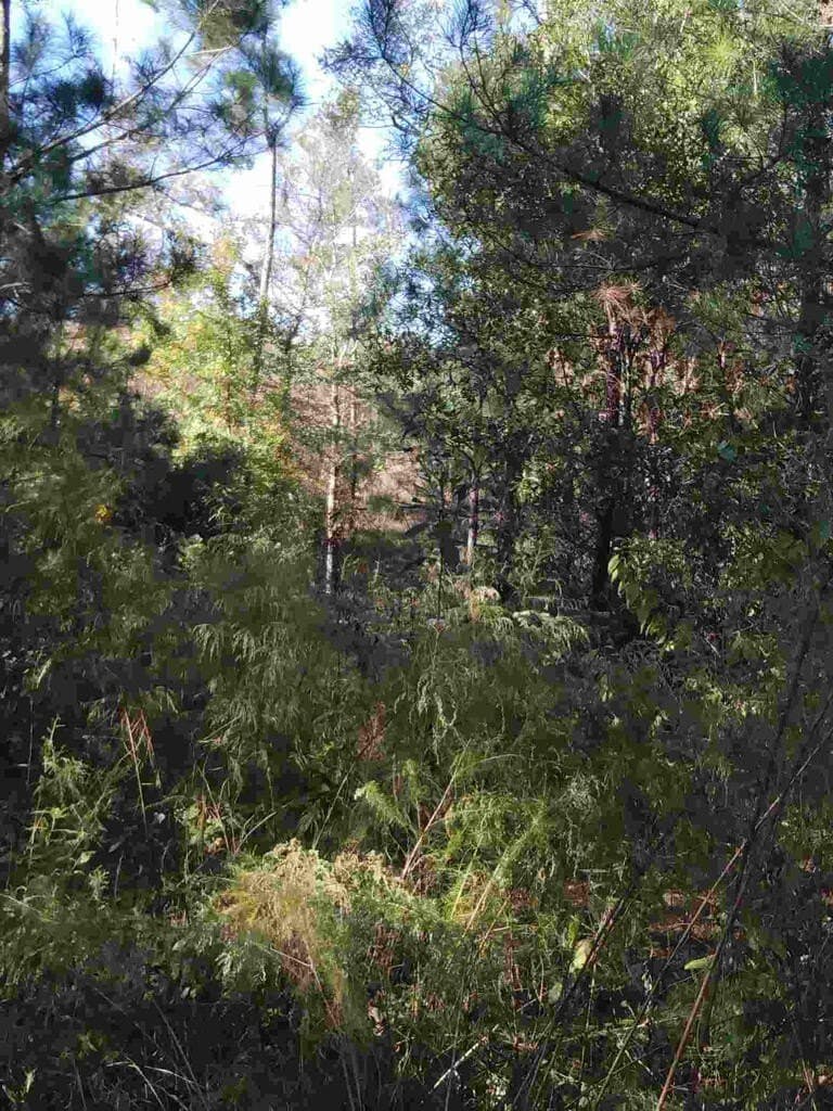 48 acres in Texas County - photo 16