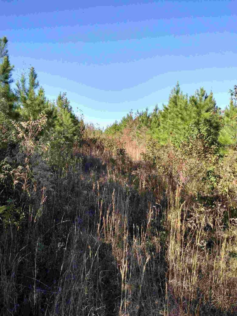 48 acres in Texas County - photo 19