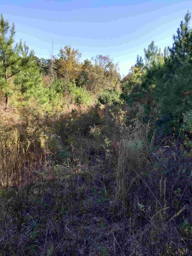 48 acres in Texas County - photo 17