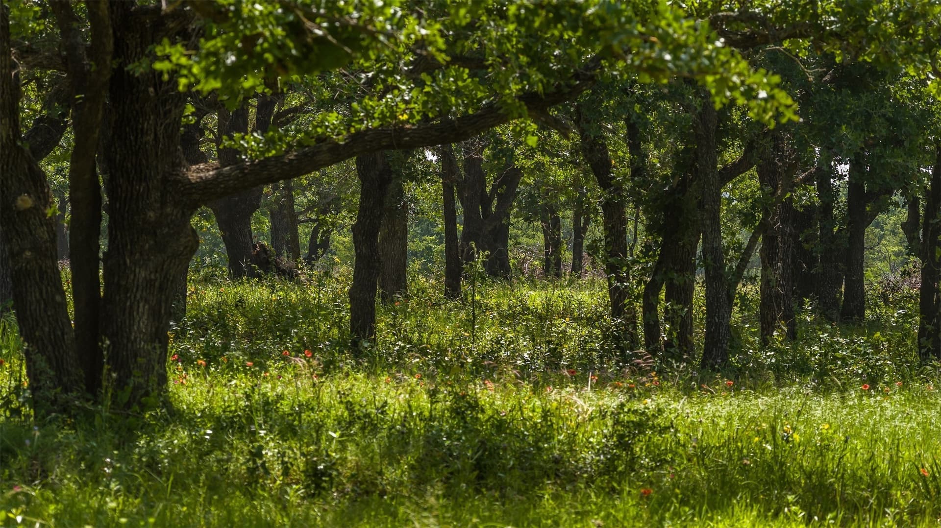 30 acres in Erath County featured view
