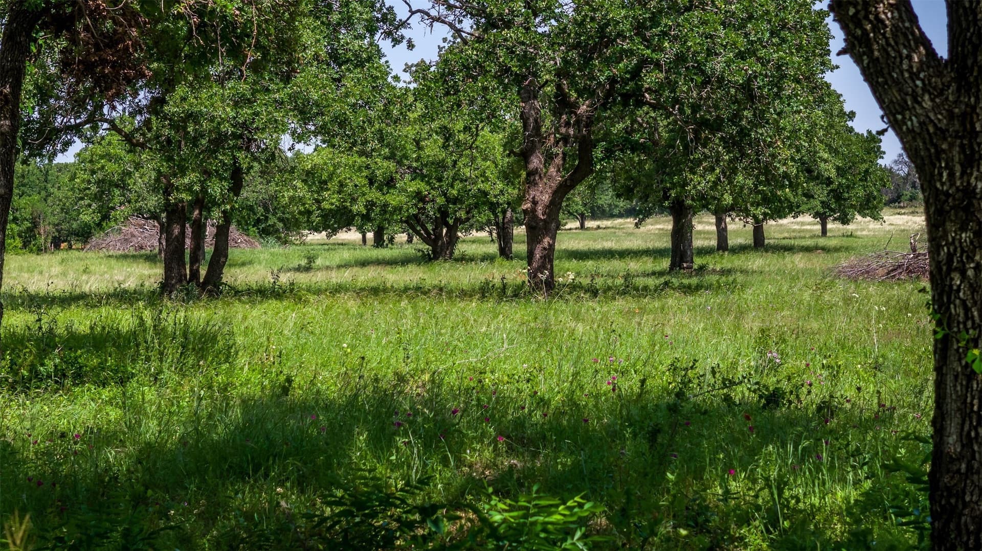 30 acres in Erath County - photo 6