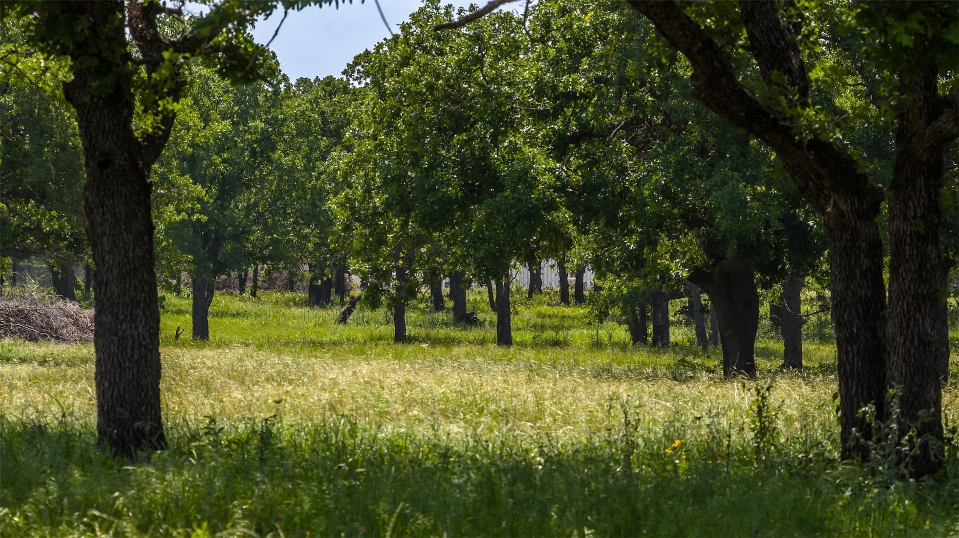 30 acres in Erath County gallery image 3