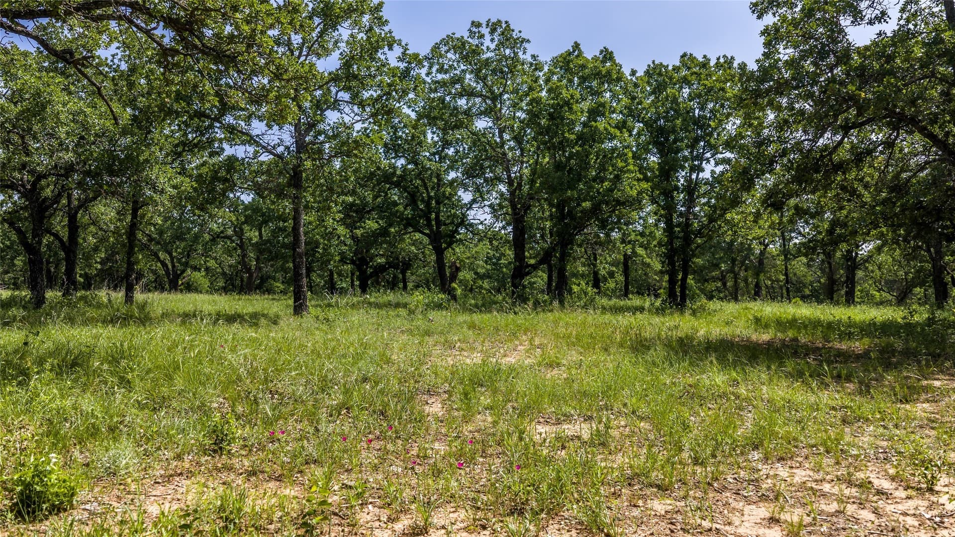 30 acres in Erath County gallery image 4
