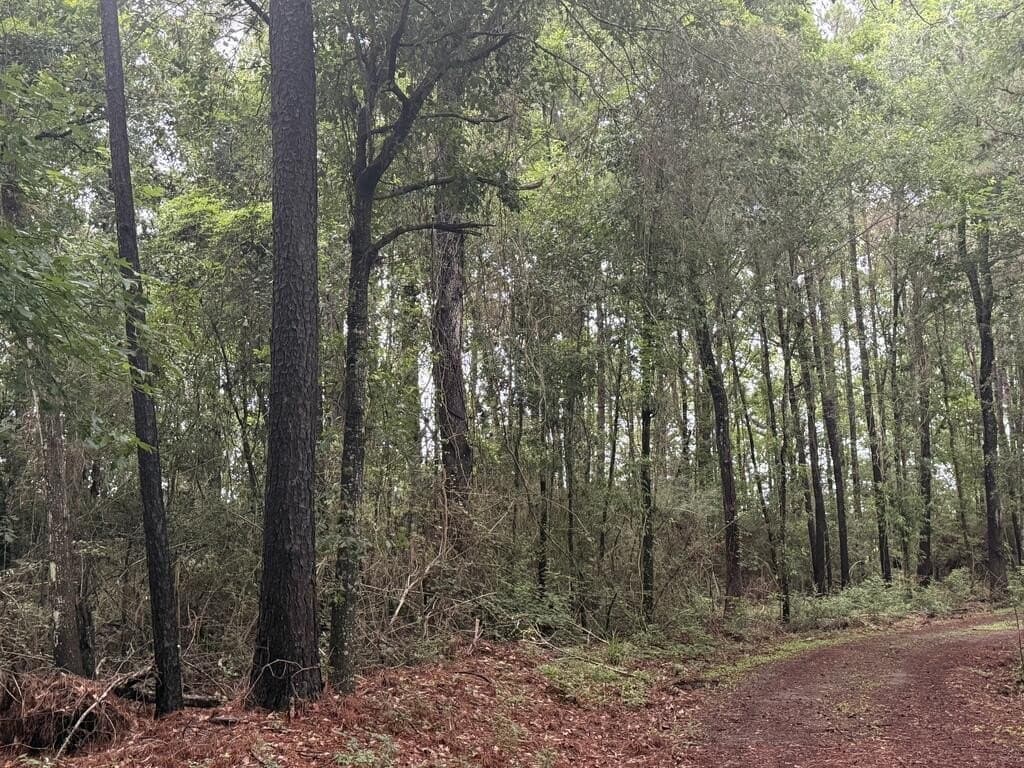 8 acres in Texas County - photo 13