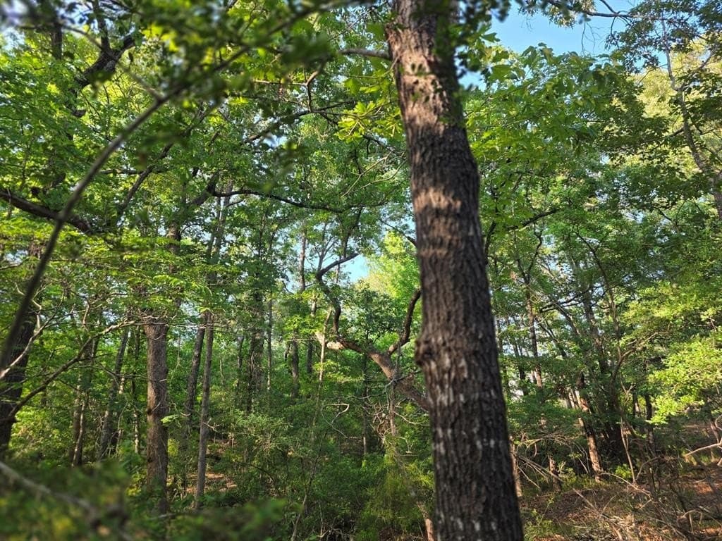 2.09 acres in Henderson County gallery image 4