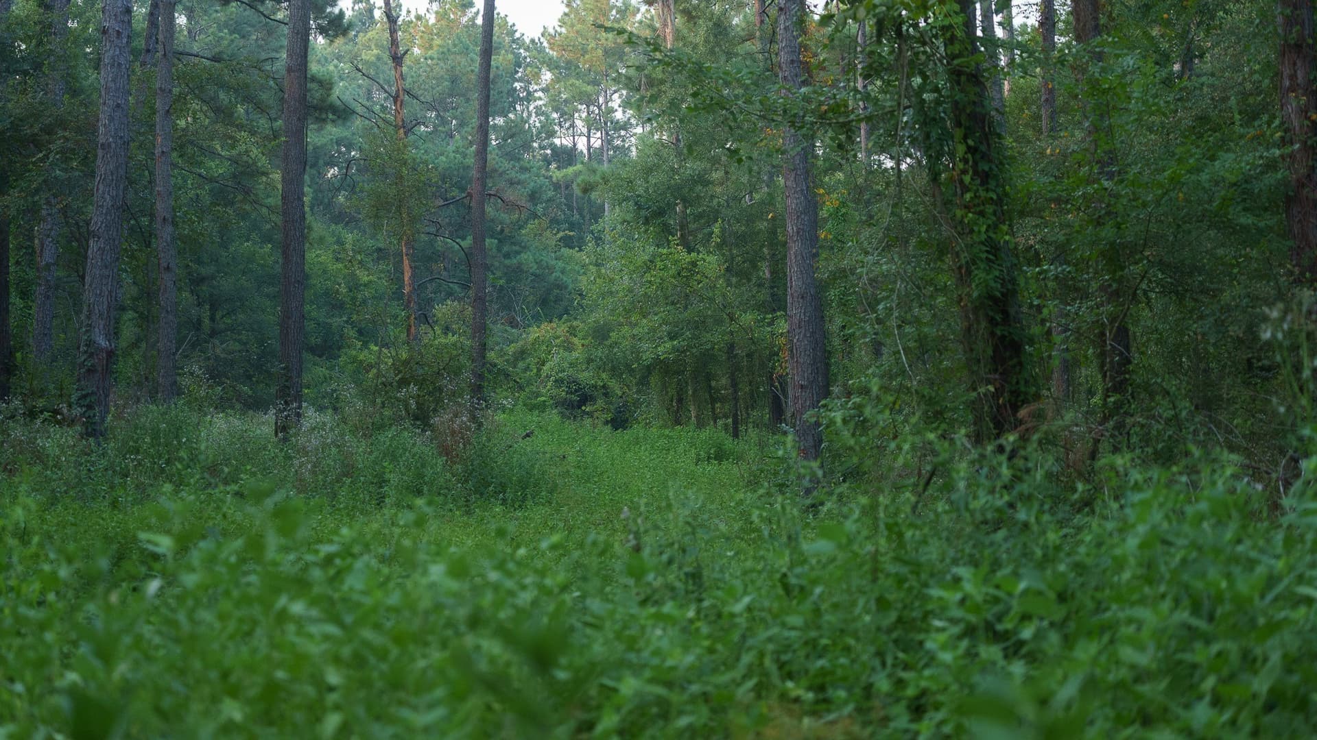 327.55 acres in Rusk County - photo 15