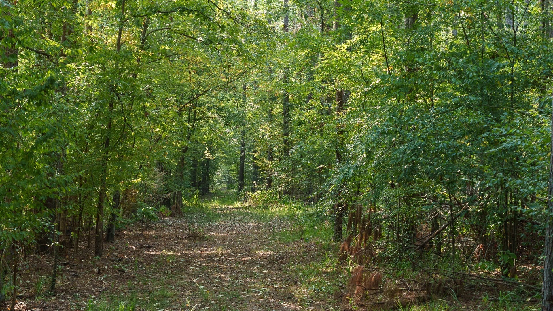 327.55 acres in Rusk County - photo 24