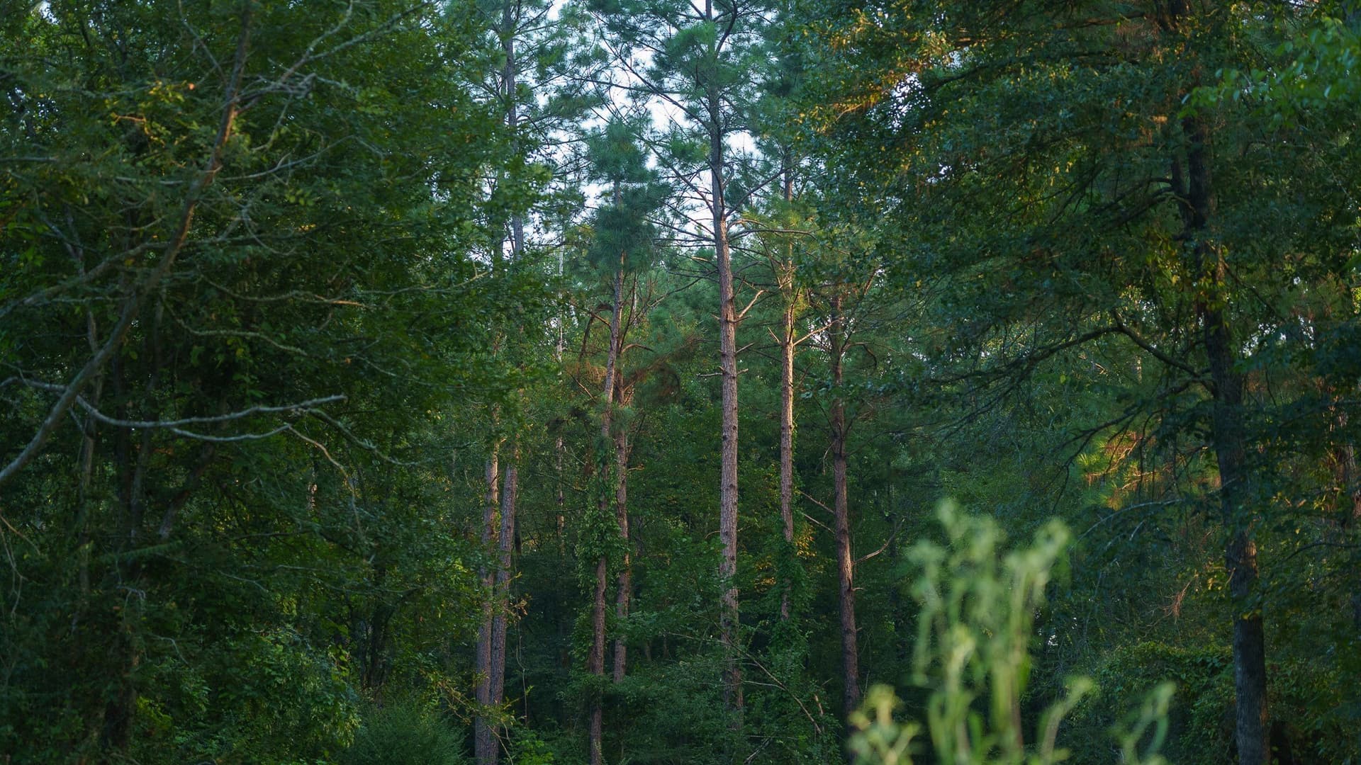 327.55 acres in Rusk County - photo 16