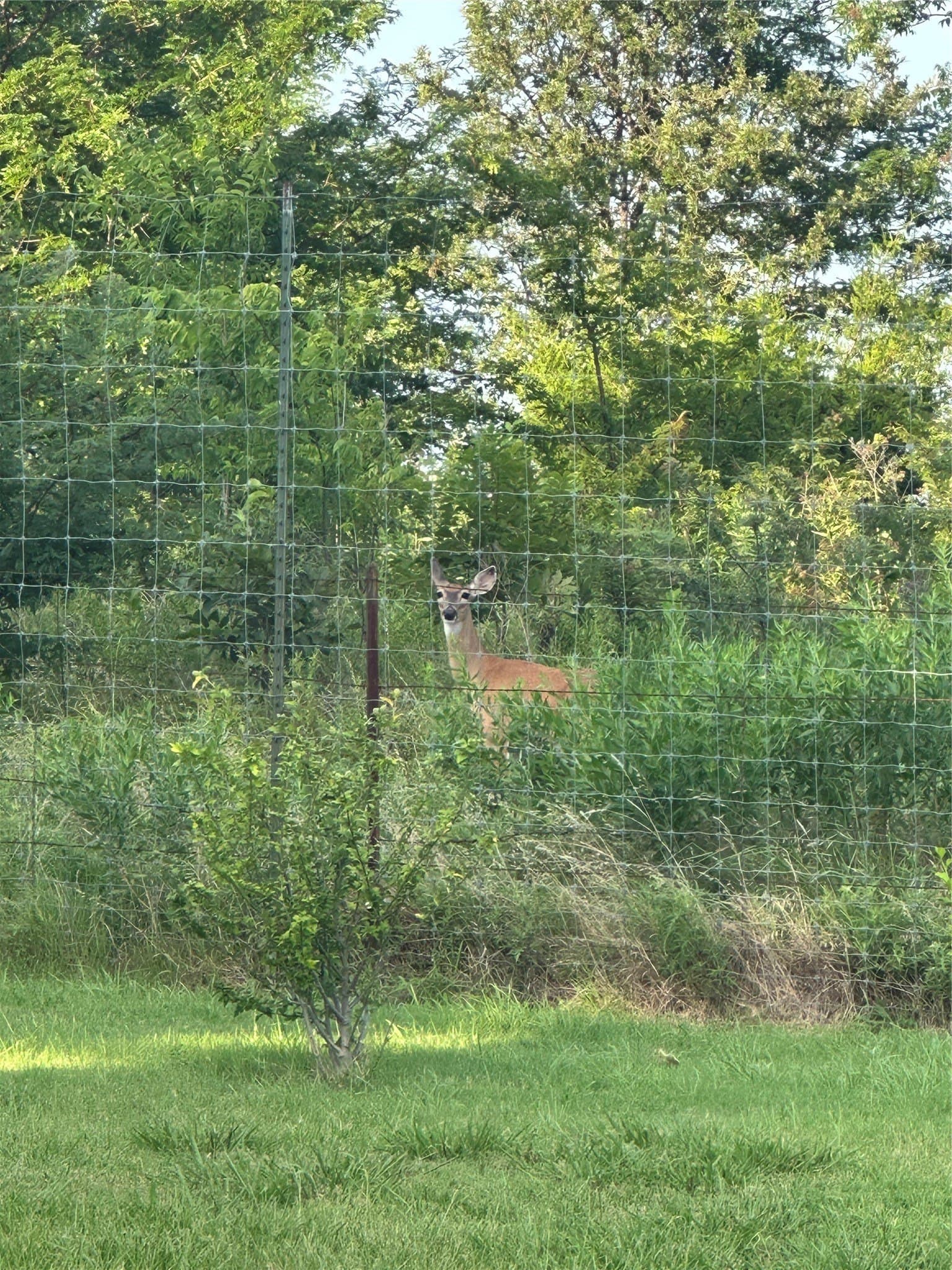 23.19 acres in Hunt County - photo 5