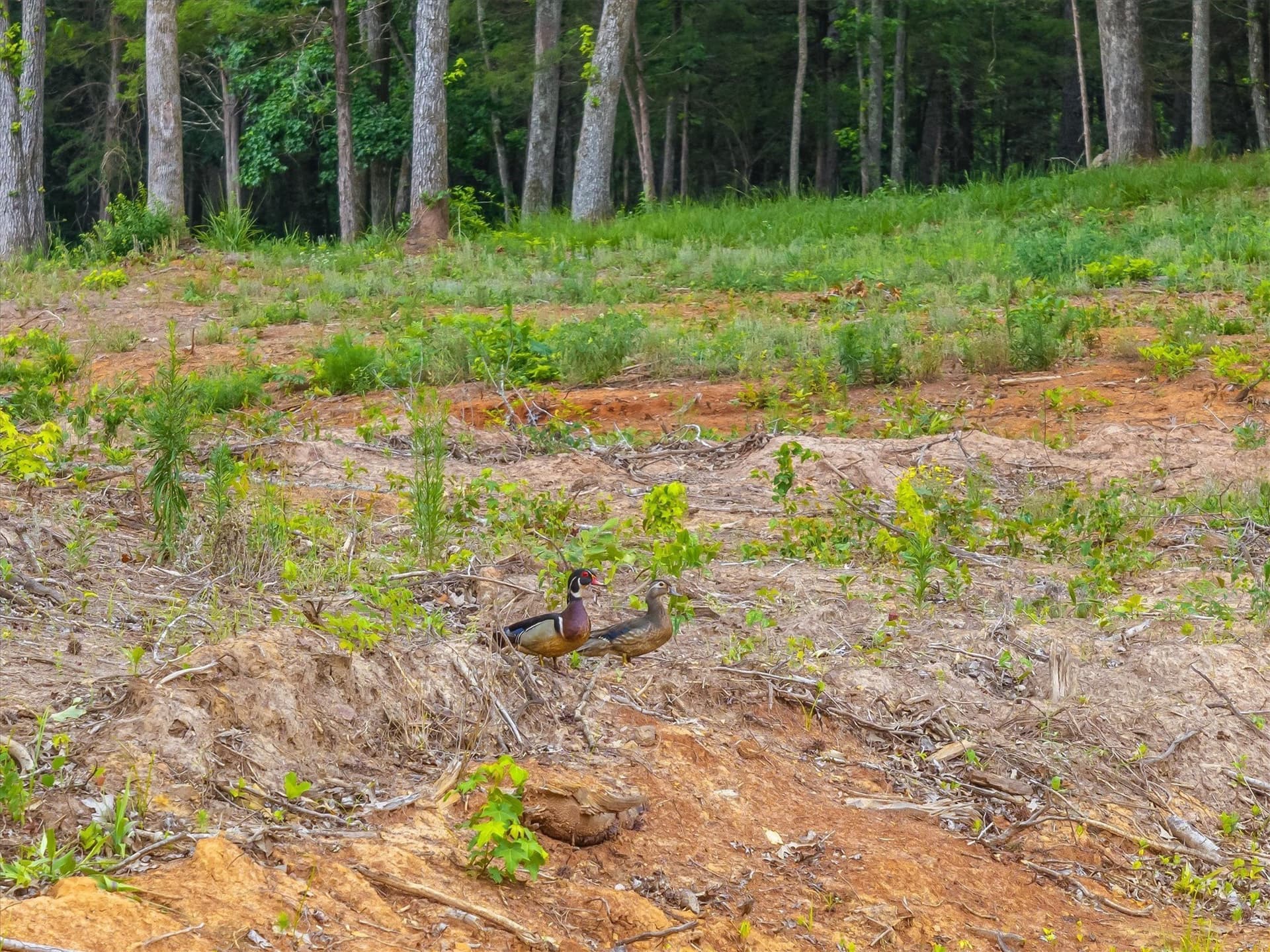 33.58 acres in Smith County - photo 19