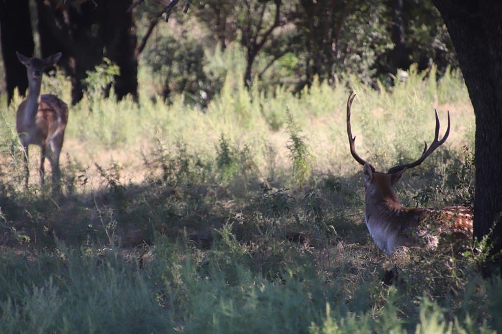 186 acres in Edwards County gallery image 3