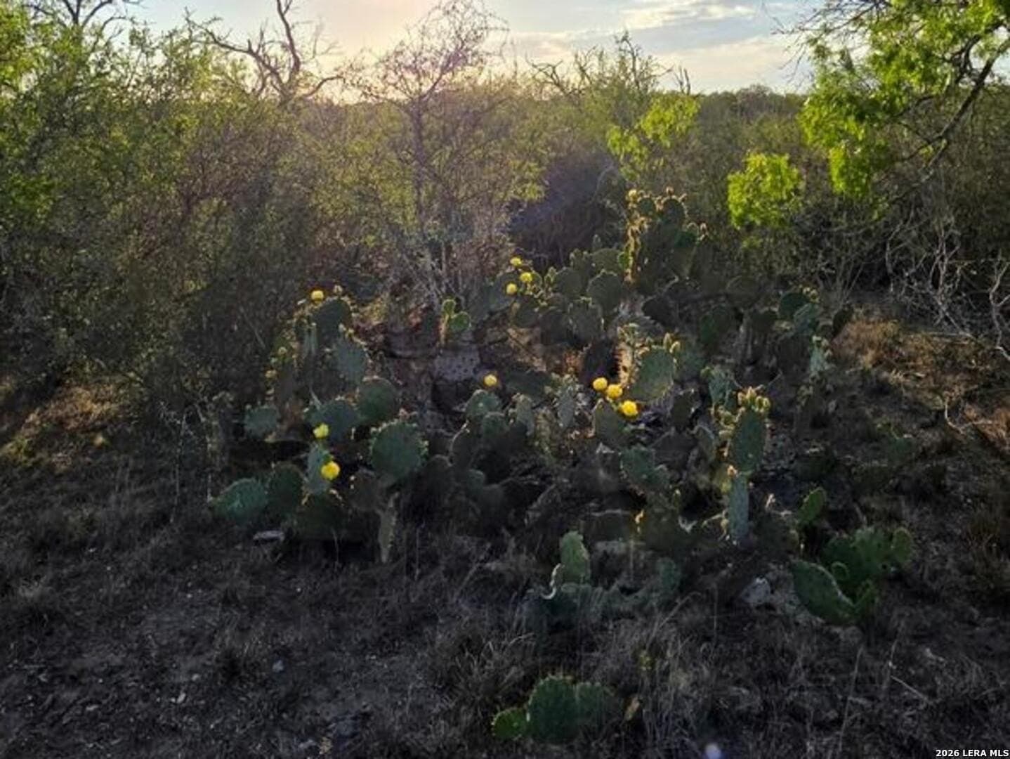 10 acres in Wilson County - photo 4