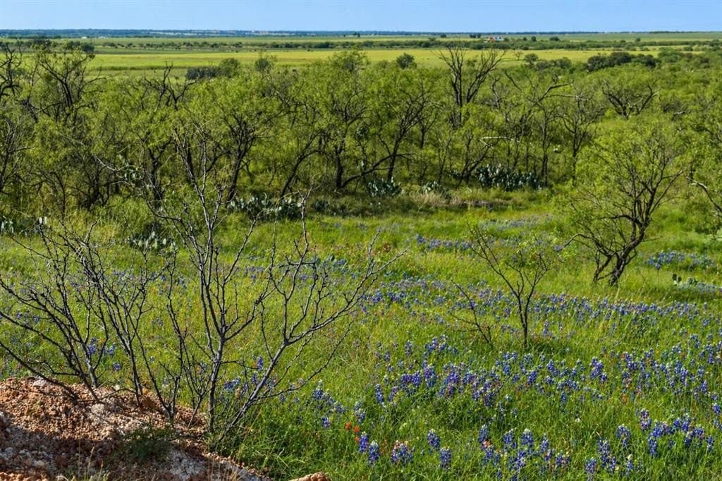 60 acres in McCulloch County gallery image 4