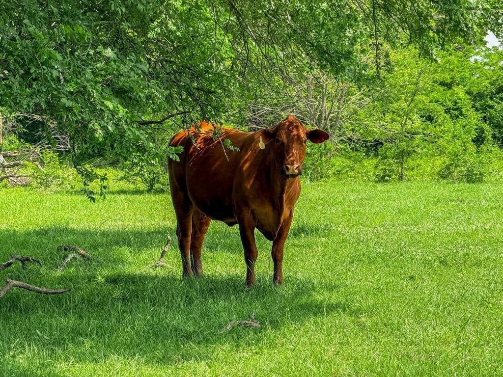 231.65 acres in Hunt County - photo 14