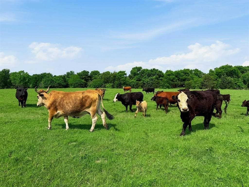 231.65 acres in Hunt County - photo 19