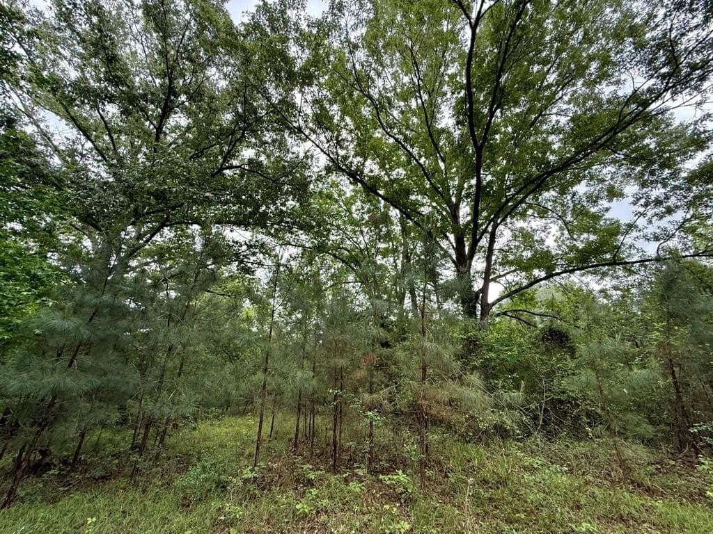 33 acres in Texas County - photo 88