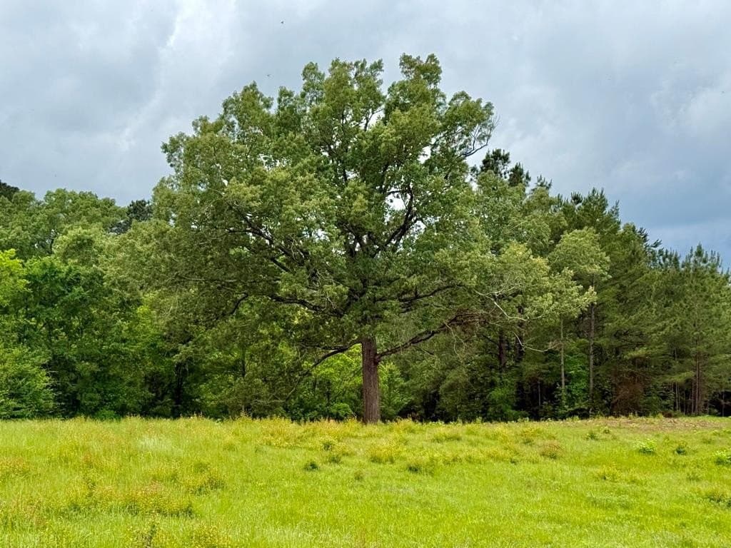 33 acres in Texas County - photo 103