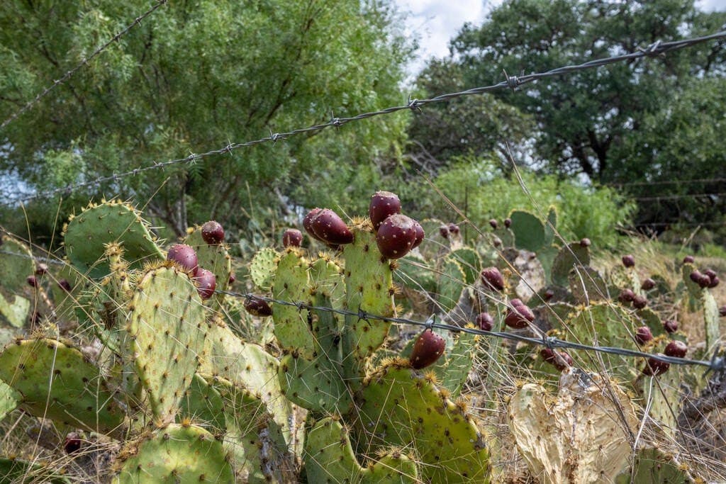 70.01 acres in Gillespie County - photo 6