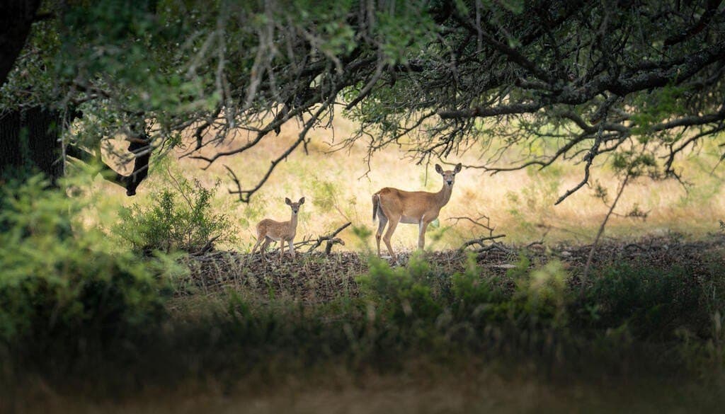 70.01 acres in Gillespie County - photo 3