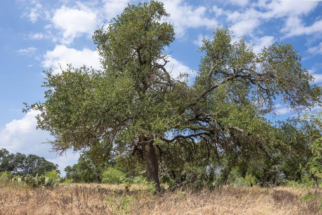 70.01 acres in Gillespie County - photo 19