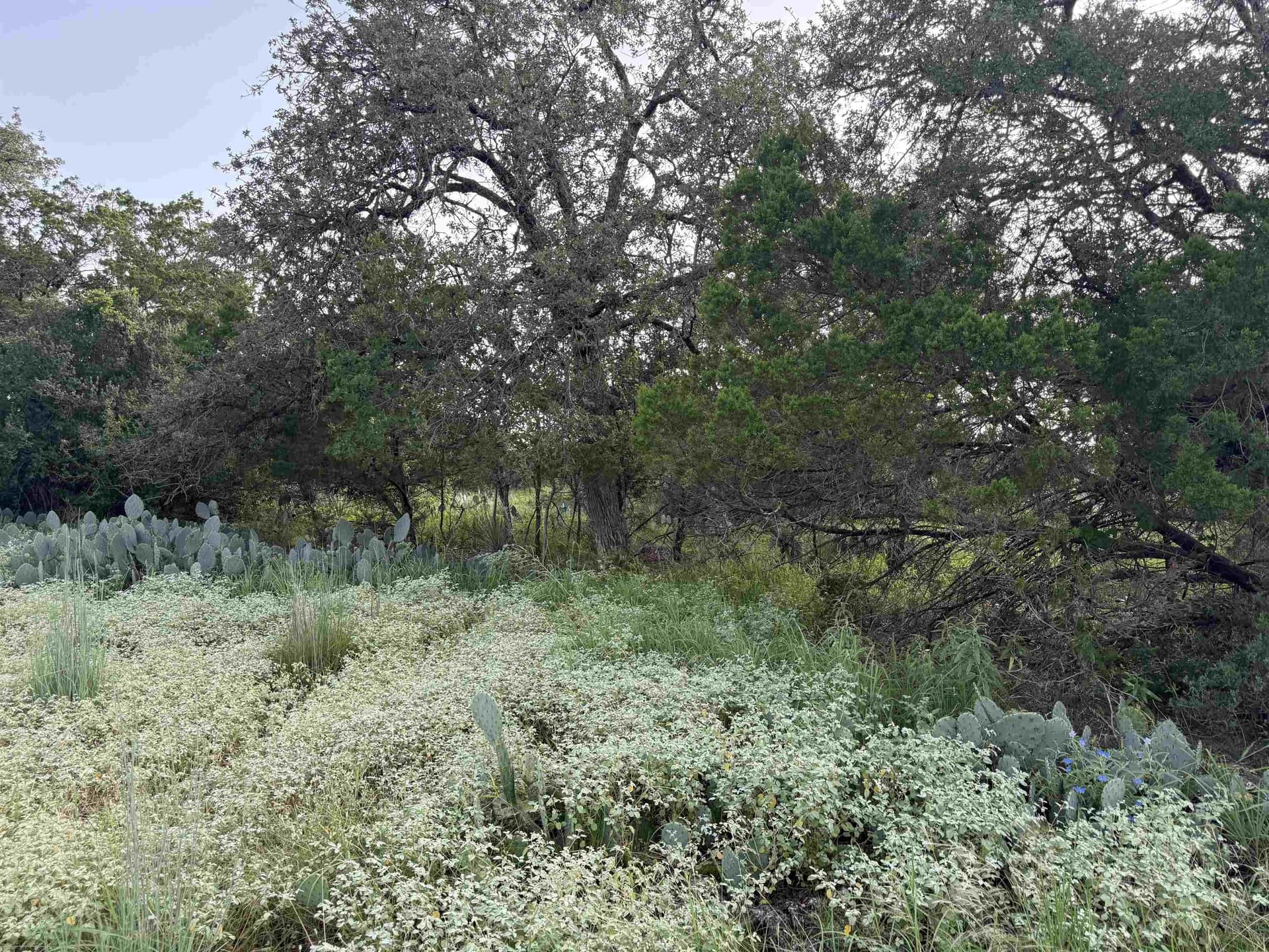 0.23 acres in Burnet County gallery image 4