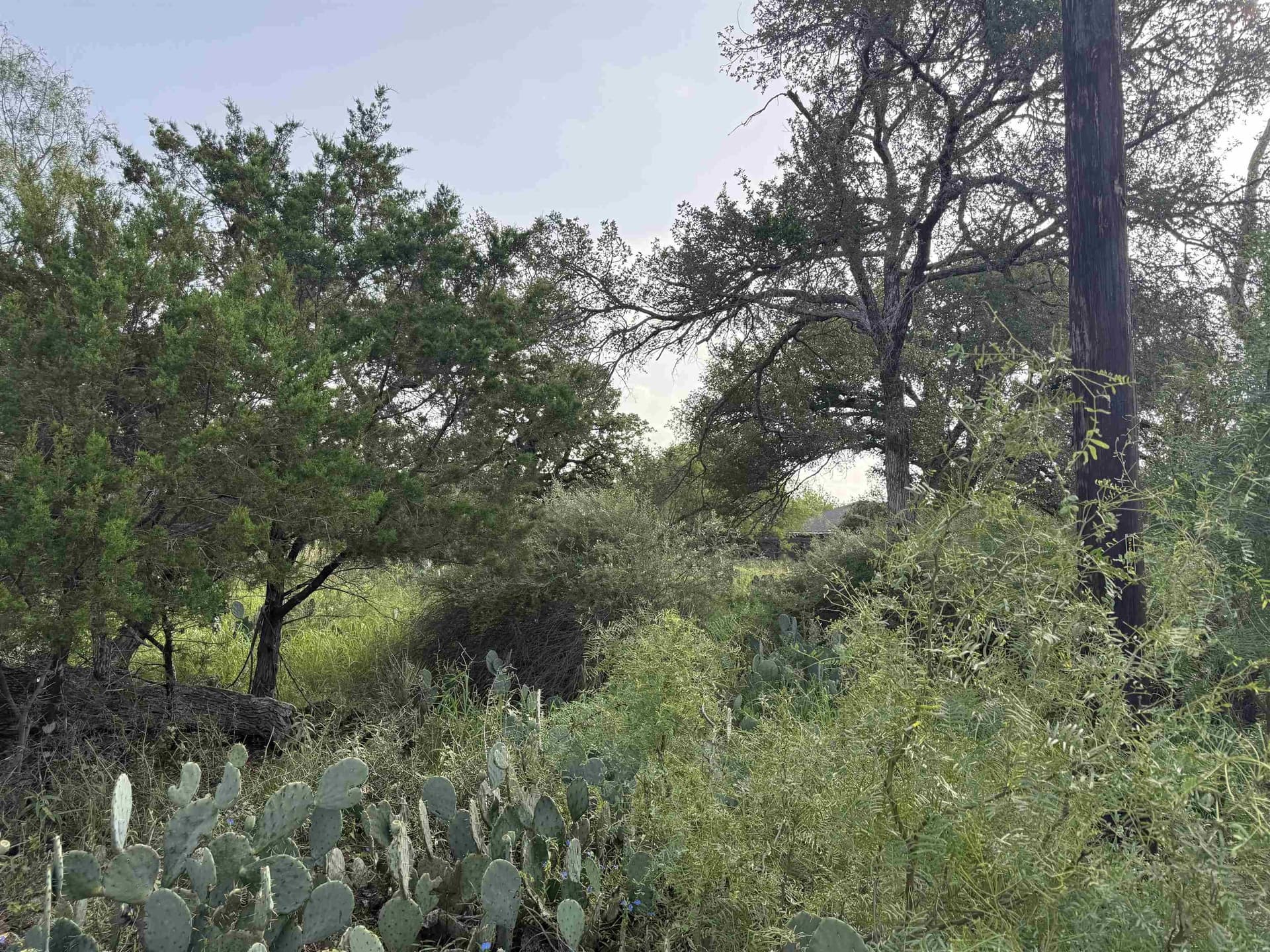 0.23 acres in Burnet County gallery image 3
