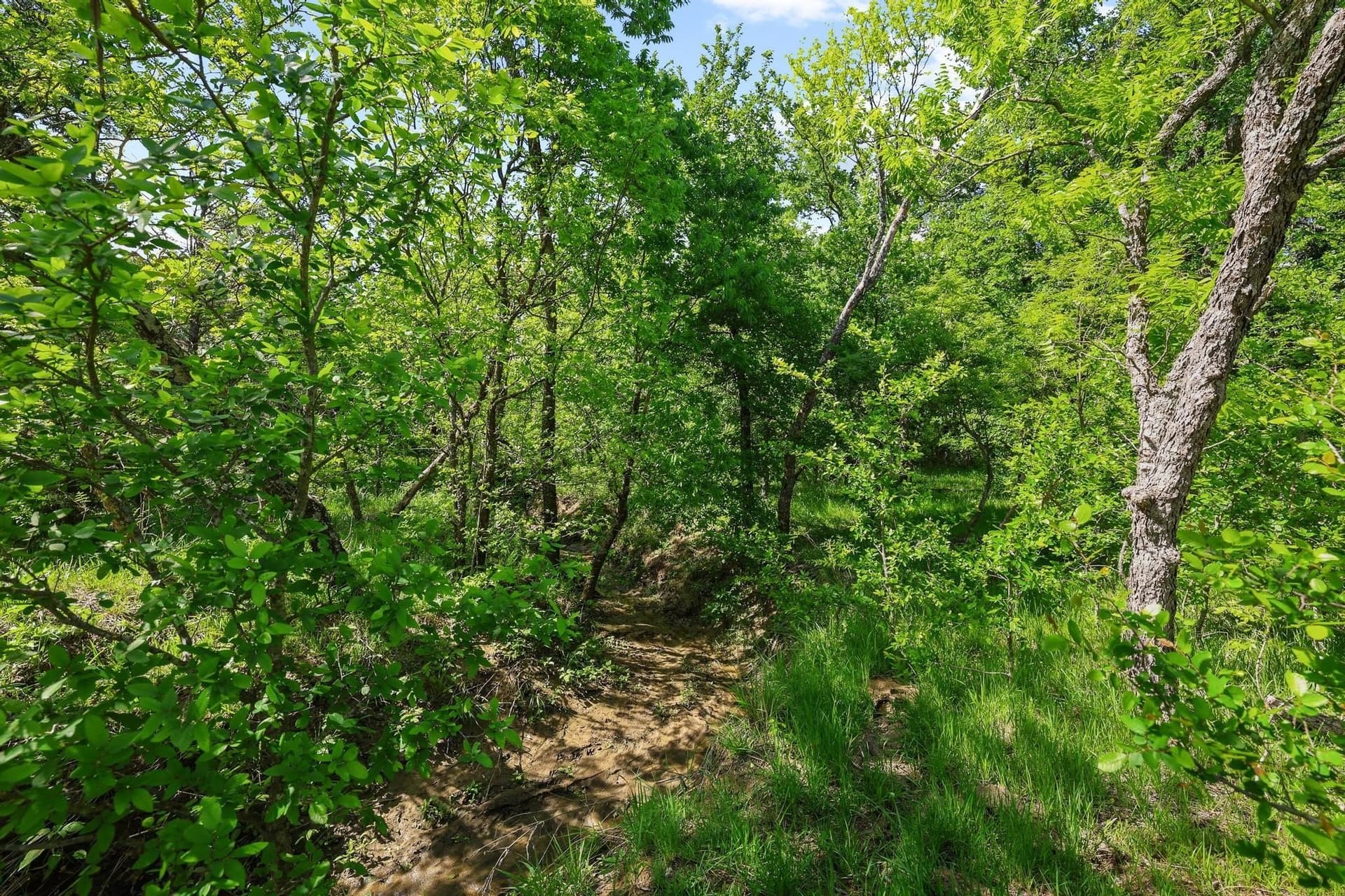 15.87 acres in Grayson County - photo 17