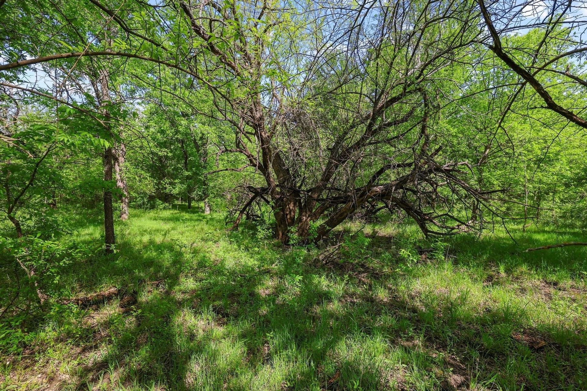 15.87 acres in Grayson County - photo 29