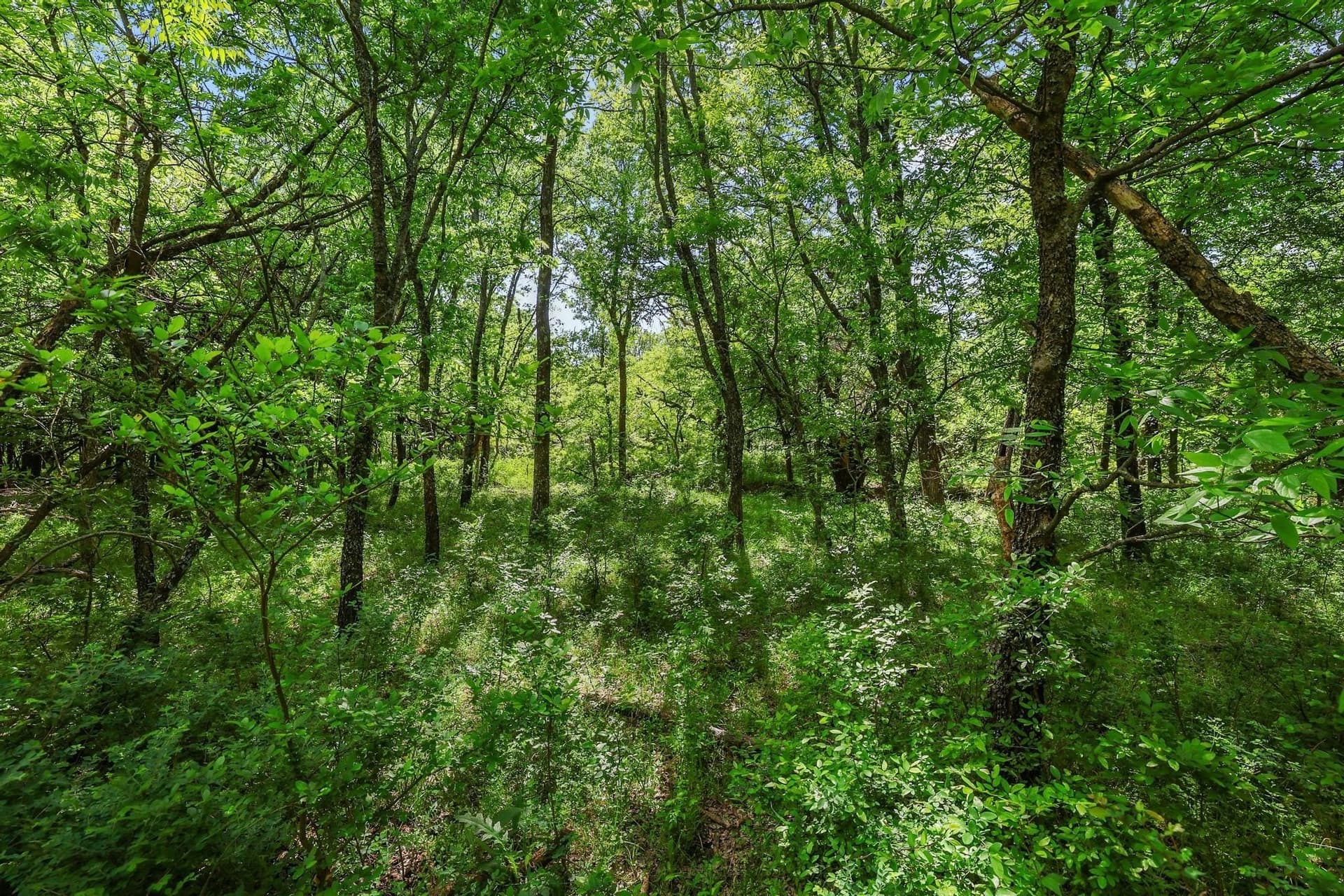 15.87 acres in Grayson County - photo 22