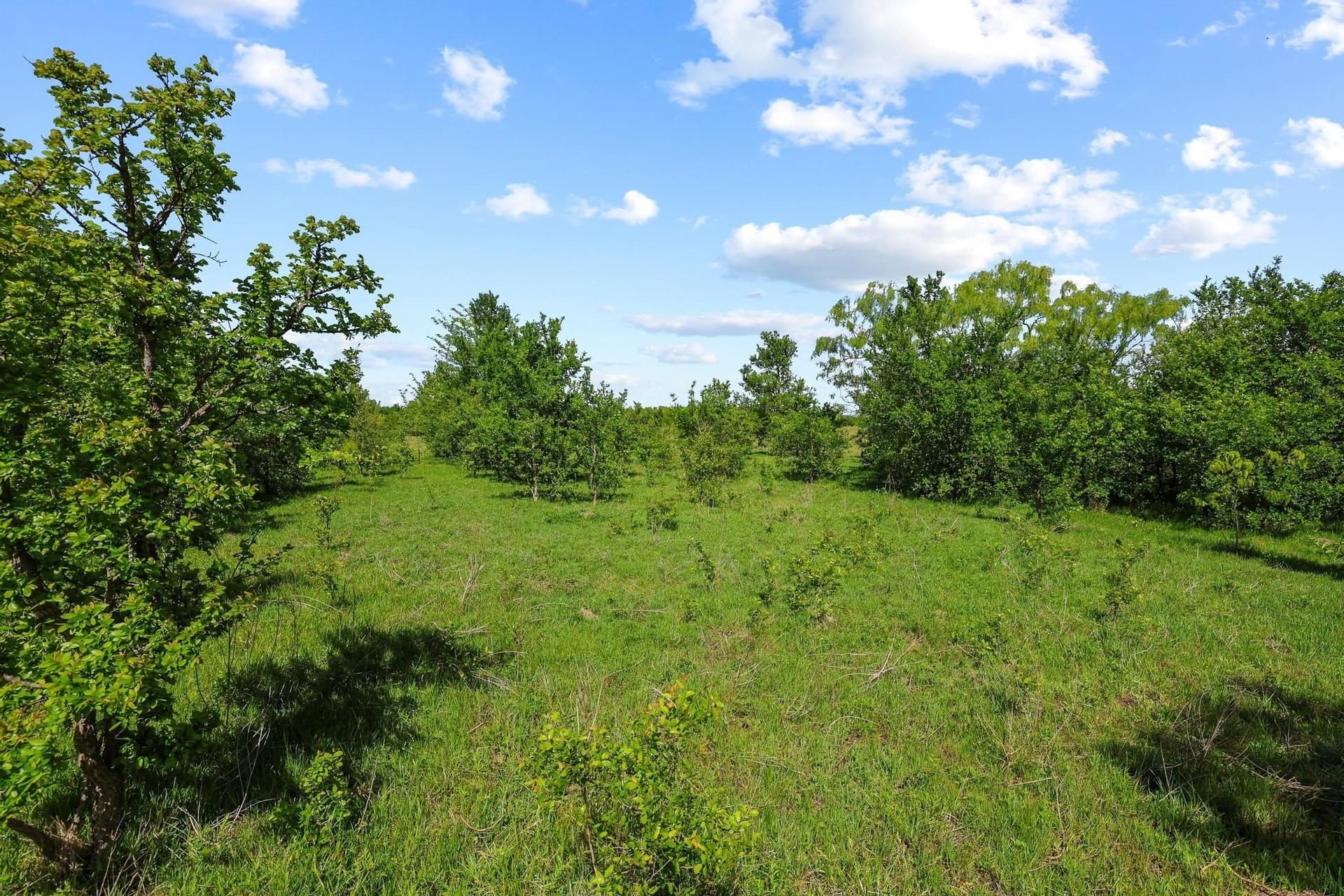15.87 acres in Grayson County - photo 16
