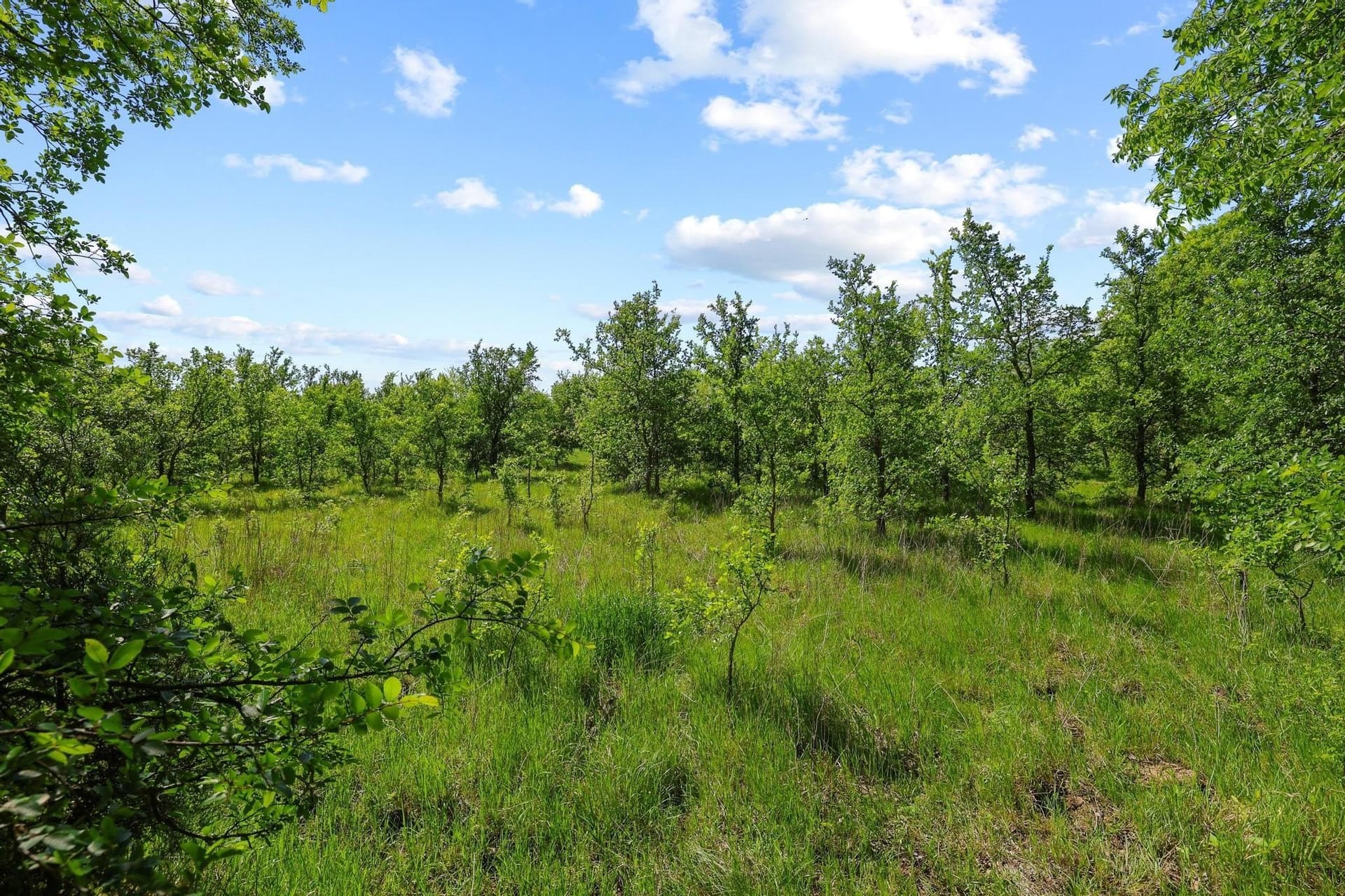 15.87 acres in Grayson County - photo 24