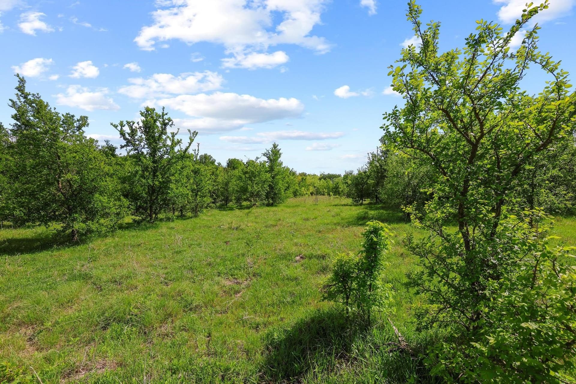 15.87 acres in Grayson County - photo 23