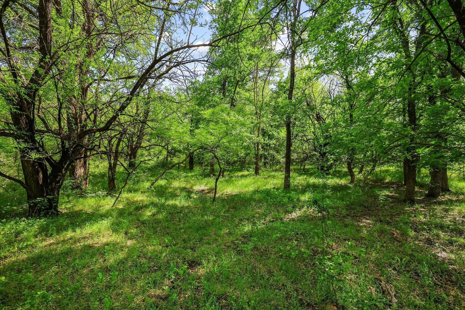 15.87 acres in Grayson County - photo 9