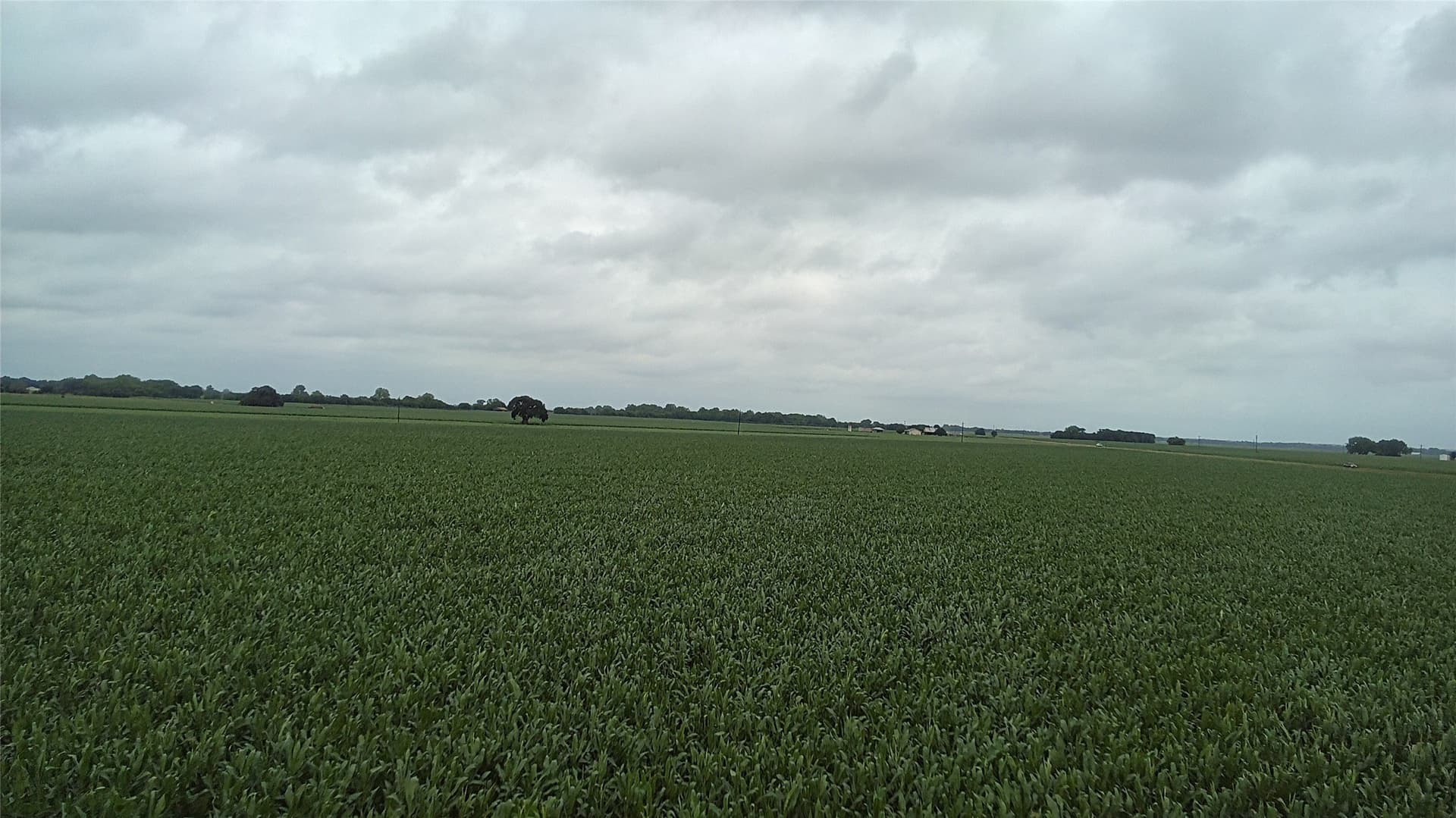 203 acres in Burleson County - photo 16