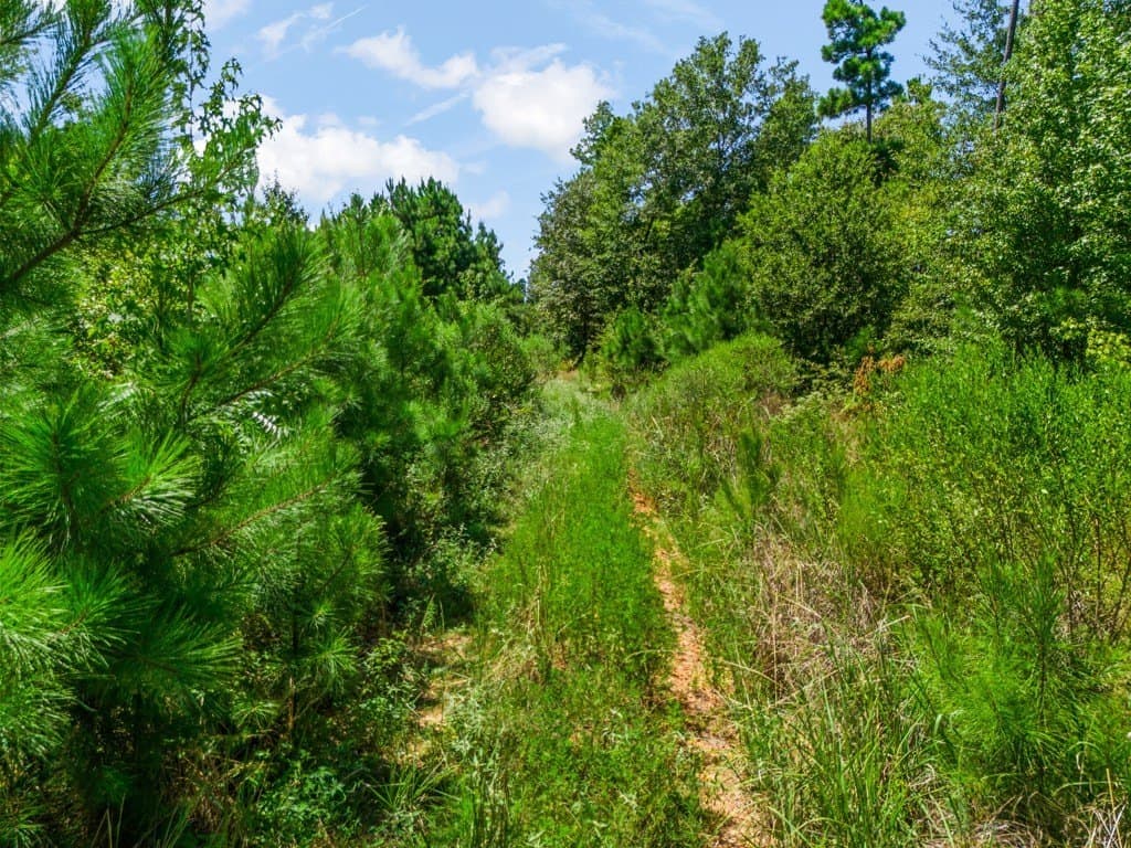 17.57 acres in Upshur County - photo 19