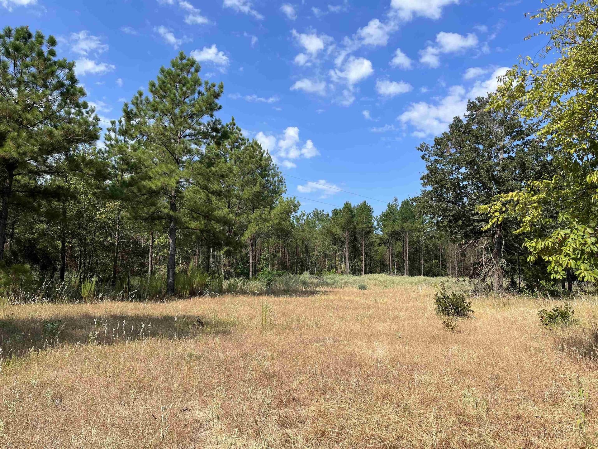 35.19 acres in Marion County gallery image 2