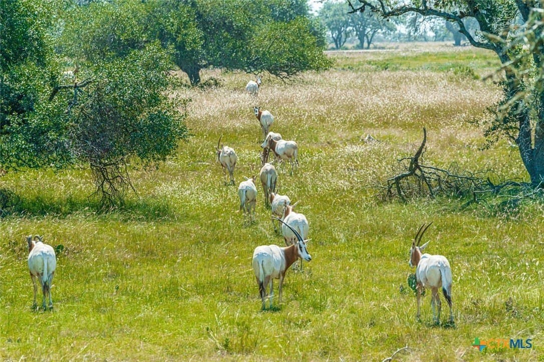 10.57 acres in Gillespie County - photo 40