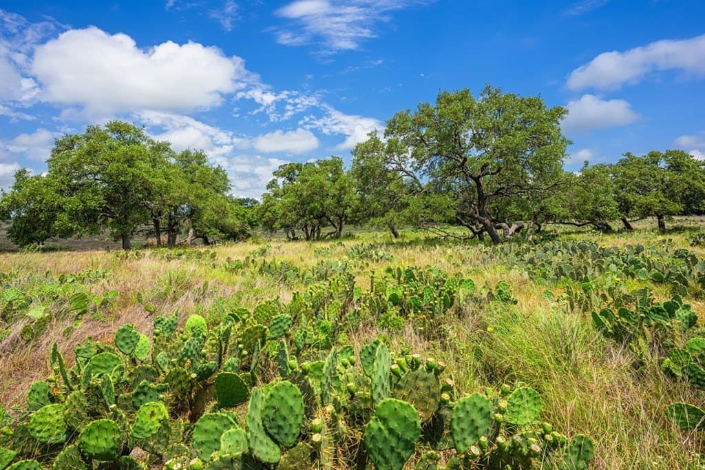 3.16 acres in Gillespie County gallery image 3