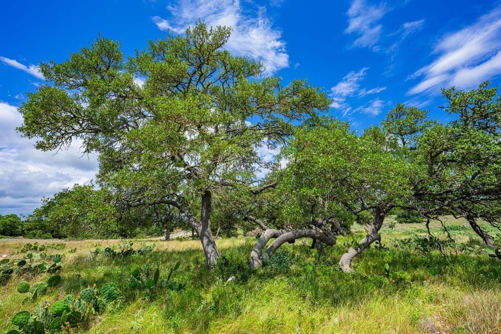 3.16 acres in Gillespie County gallery image 4