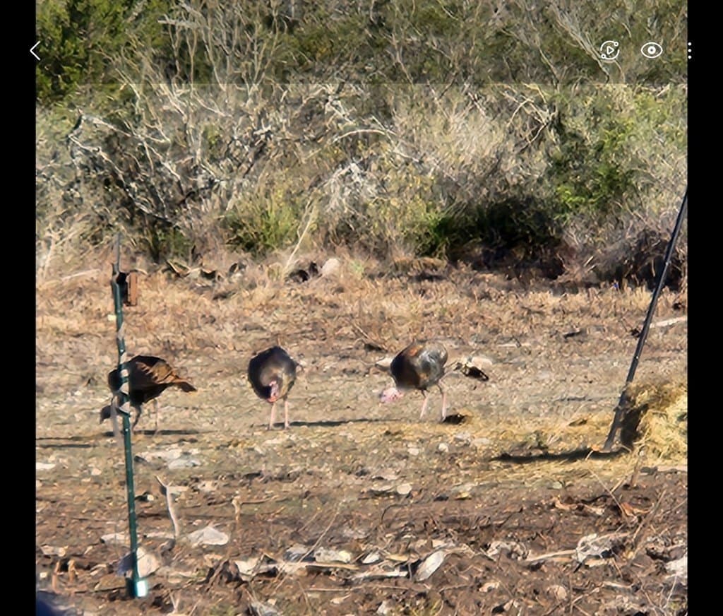 20.01 acres in Uvalde County - photo 7