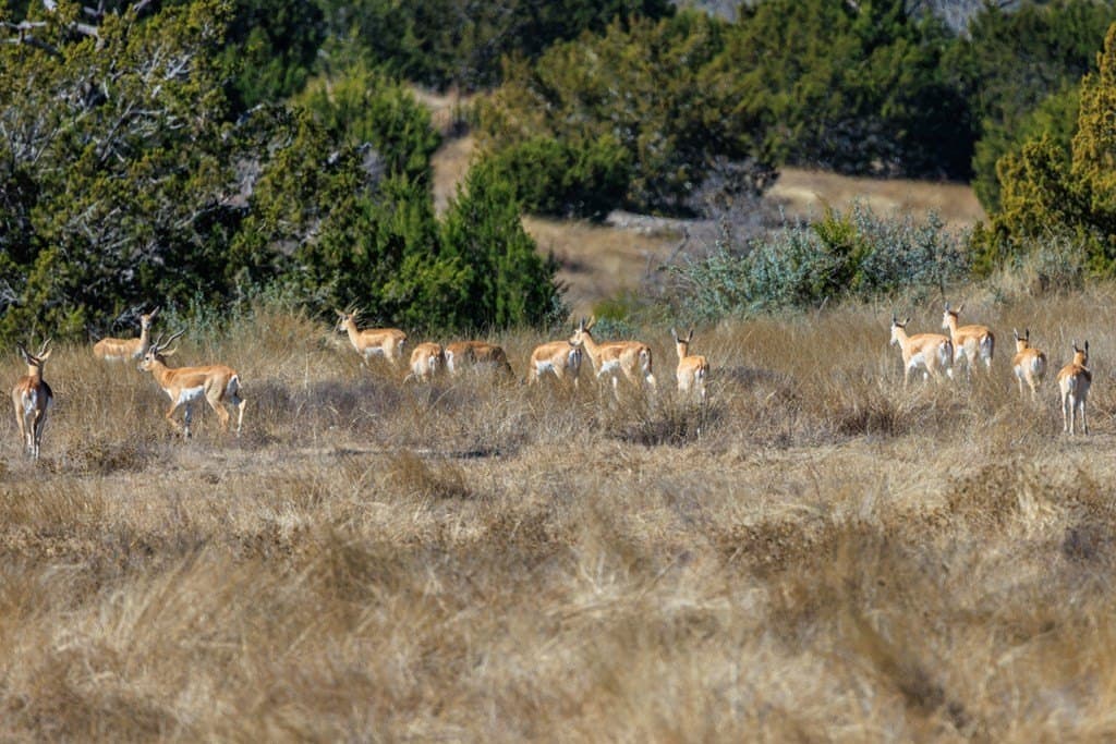 3.11 acres in Gillespie County featured view