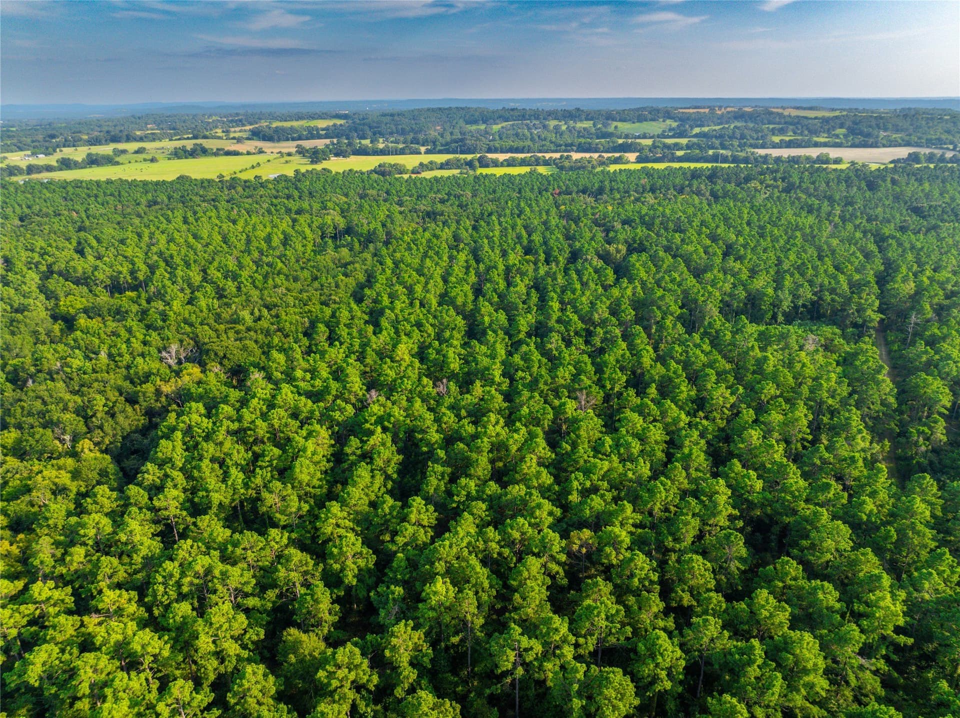 92 acres in Henderson County - photo 17