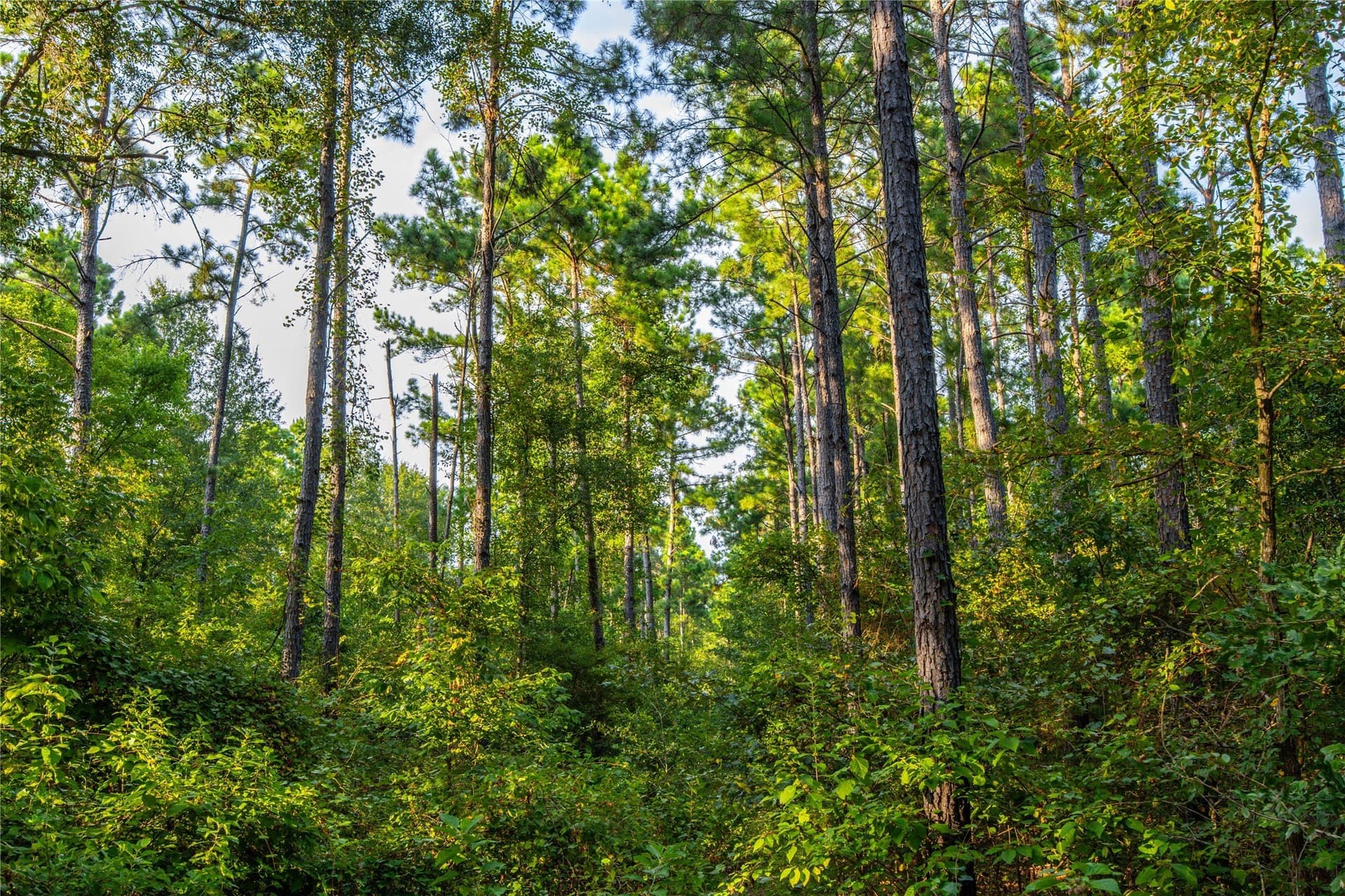 92 acres in Henderson County - photo 5
