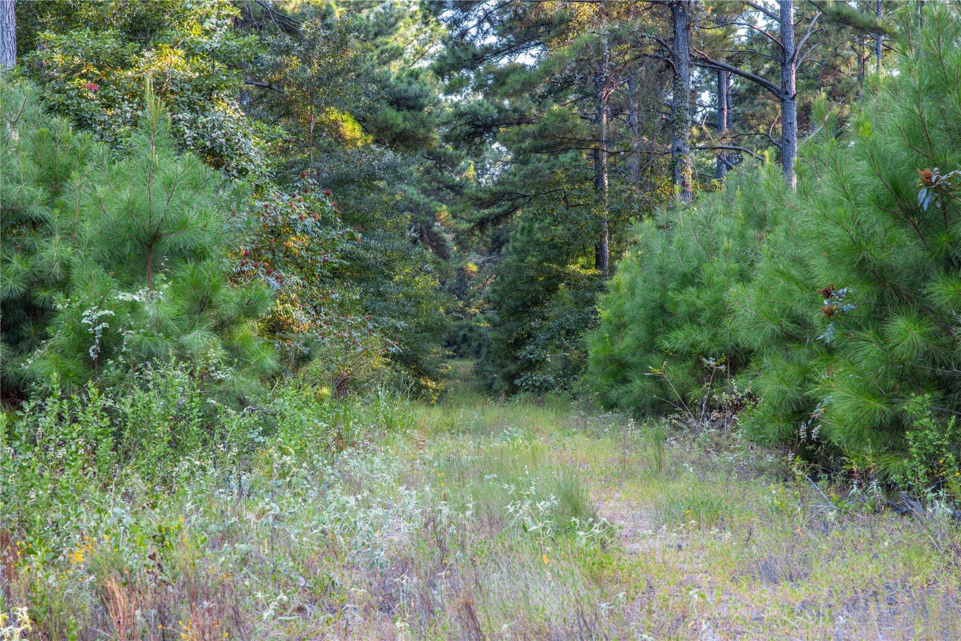 92 acres in Henderson County - photo 14