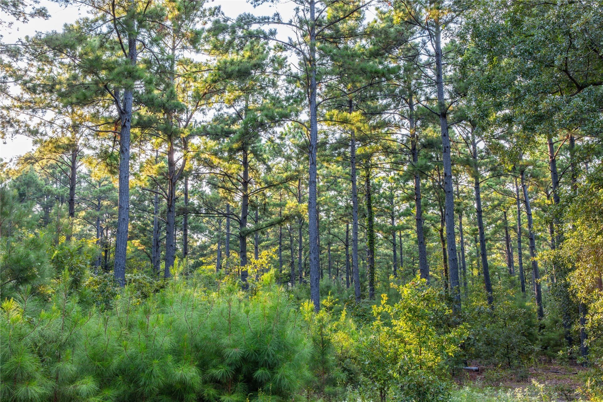 92 acres in Henderson County - photo 15