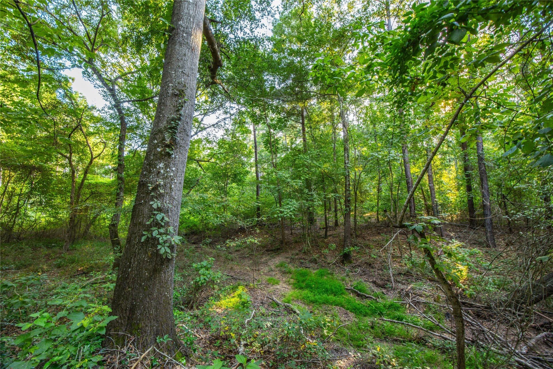92 acres in Henderson County - photo 6
