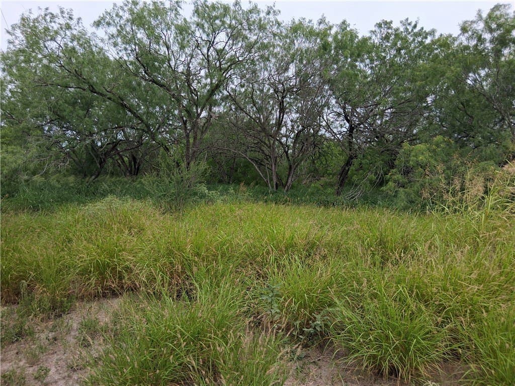 2.5 acres in Live Oak County gallery image 4