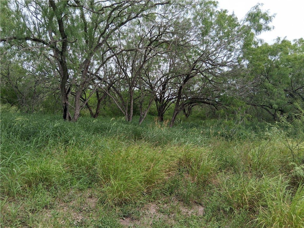 2.5 acres in Live Oak County gallery image 2
