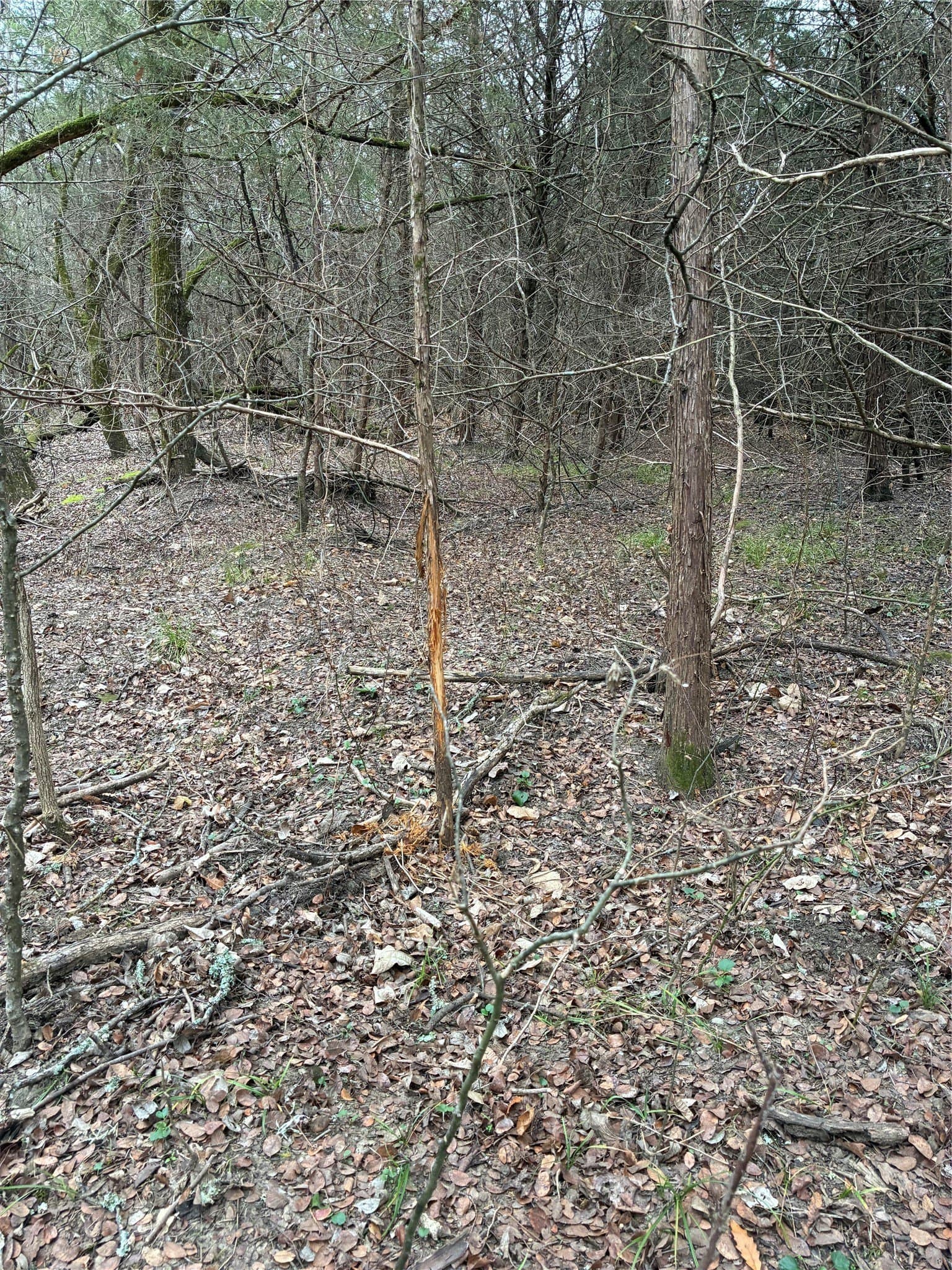 23 acres in Fannin County - photo 11